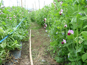 根小屋へ
