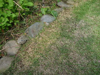 綺麗