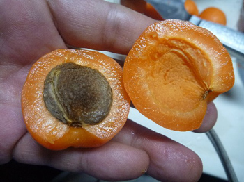 種