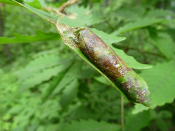 甲虫の揺り籠