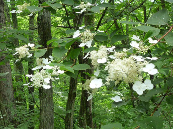 額紫陽花
