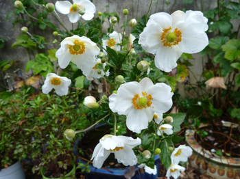 秋名菊(別名:貴船菊)
