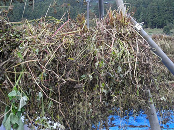 篠山紀信状態