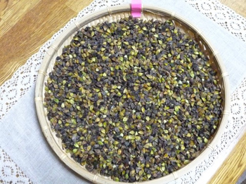 玄蕎麦