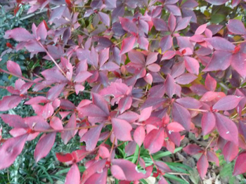 紅葉