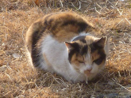 野良ネコ