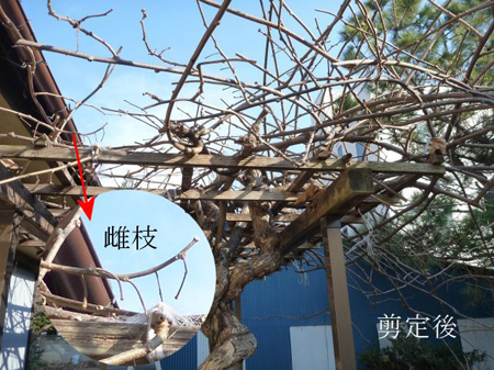 剪定後