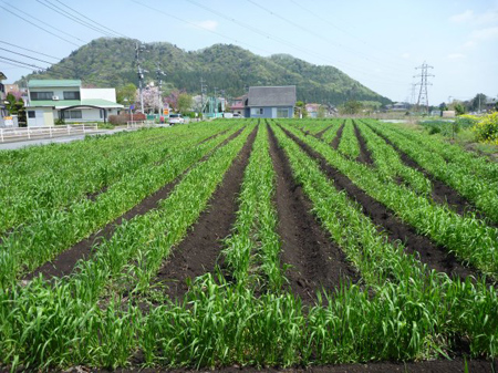 麦畑