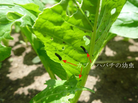 カブラハバチ
