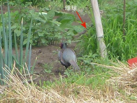 番の雉