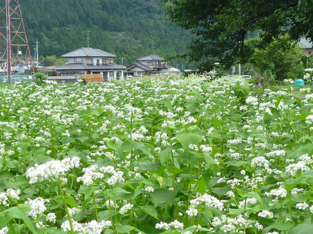 花盛り