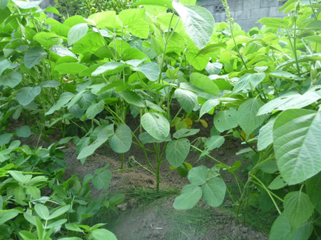 秘伝大豆