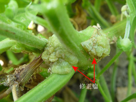 補給路