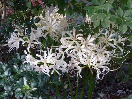 曼珠沙華(白)