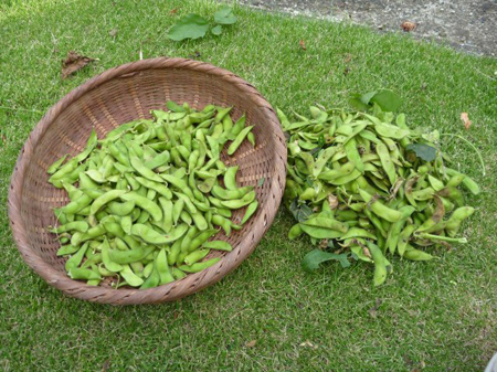 秘伝大豆