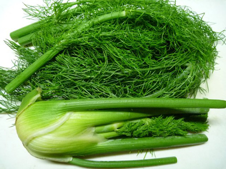ハーブ野菜フェンネル
