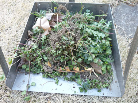 雑草