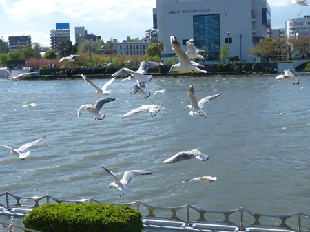 カモメ