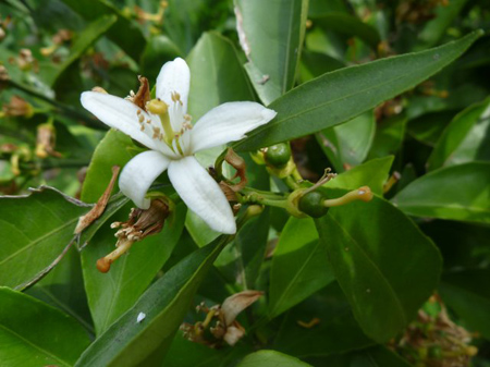 みかんの花