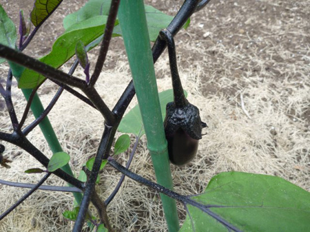 ナス