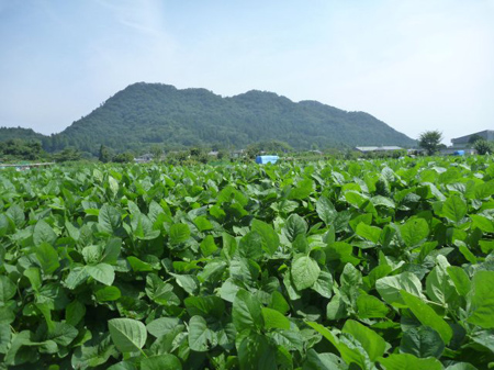 大豆