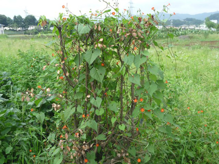 生け花