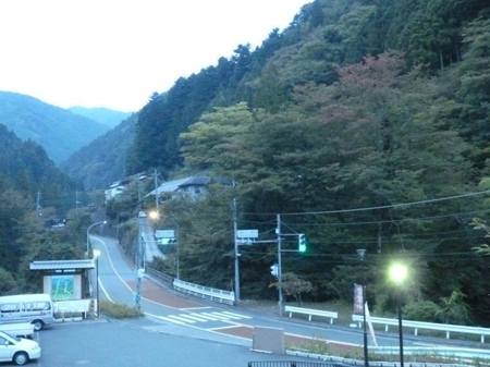 広葉樹