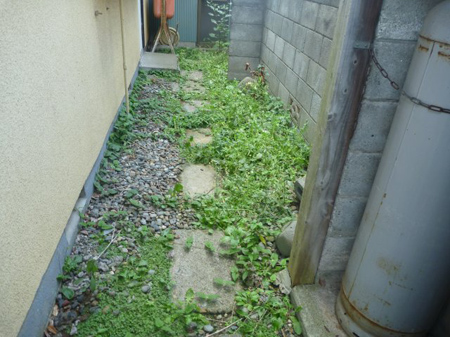 雑草