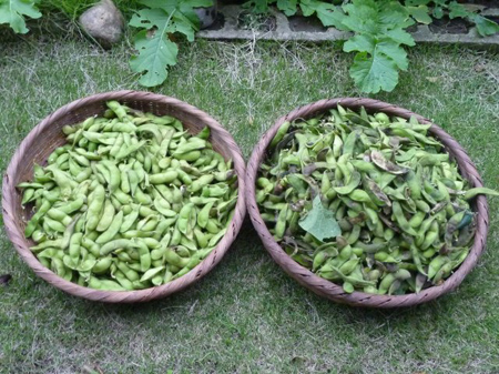大豆