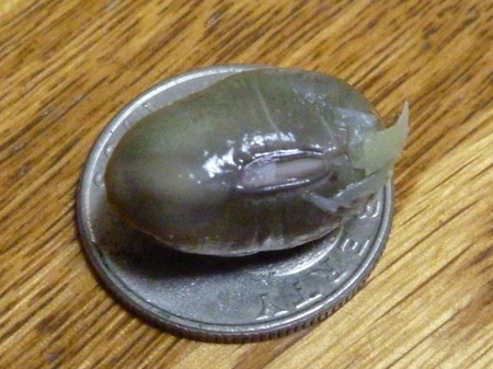 丹波黒大豆