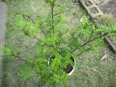 木の芽