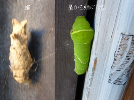 蛹