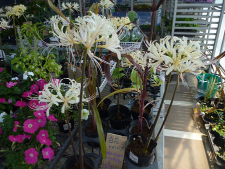 白曼珠沙華