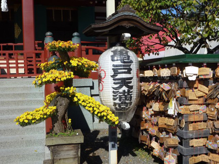 天満宮菊祭り