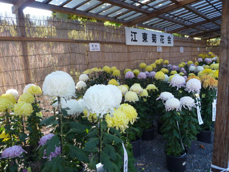 天満宮菊祭り