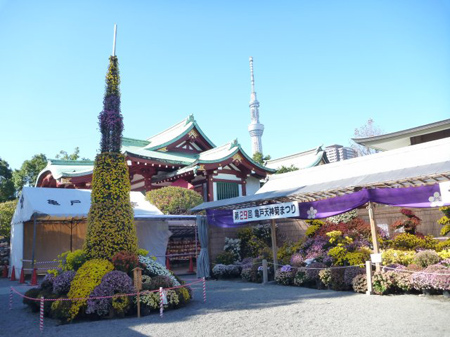天満宮菊祭り