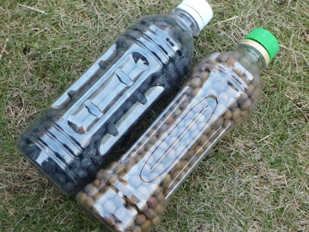 三浦大根の収穫