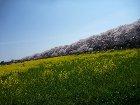 桜の色合を菜の花の黄色が引き立たせている