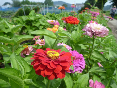 倍土と除草
