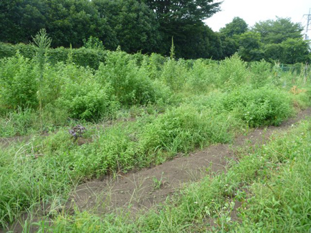 根小屋の畑