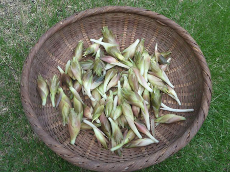 茗荷