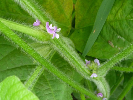 根小屋蕎麦播種
