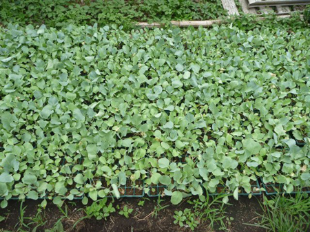 根小屋蕎麦播種