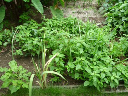 埼玉菜園(ガス欠)
