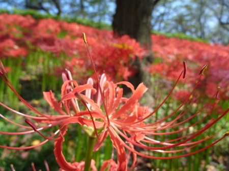 彼岸の花