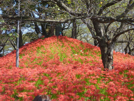 彼岸の花