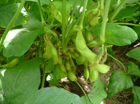 茶豆