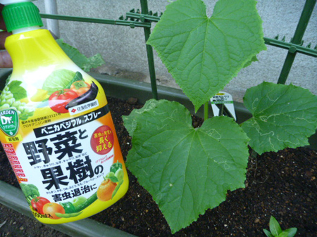 ハモグリバエの被害