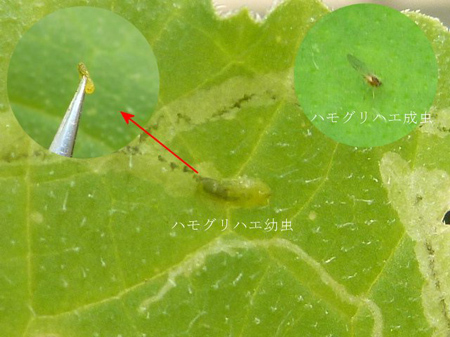 ハモグリバエの被害