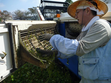 根小屋蕎麦刈り入れ
